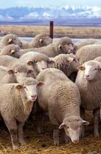 Литвин сравнил украинских политиков с отарой овец